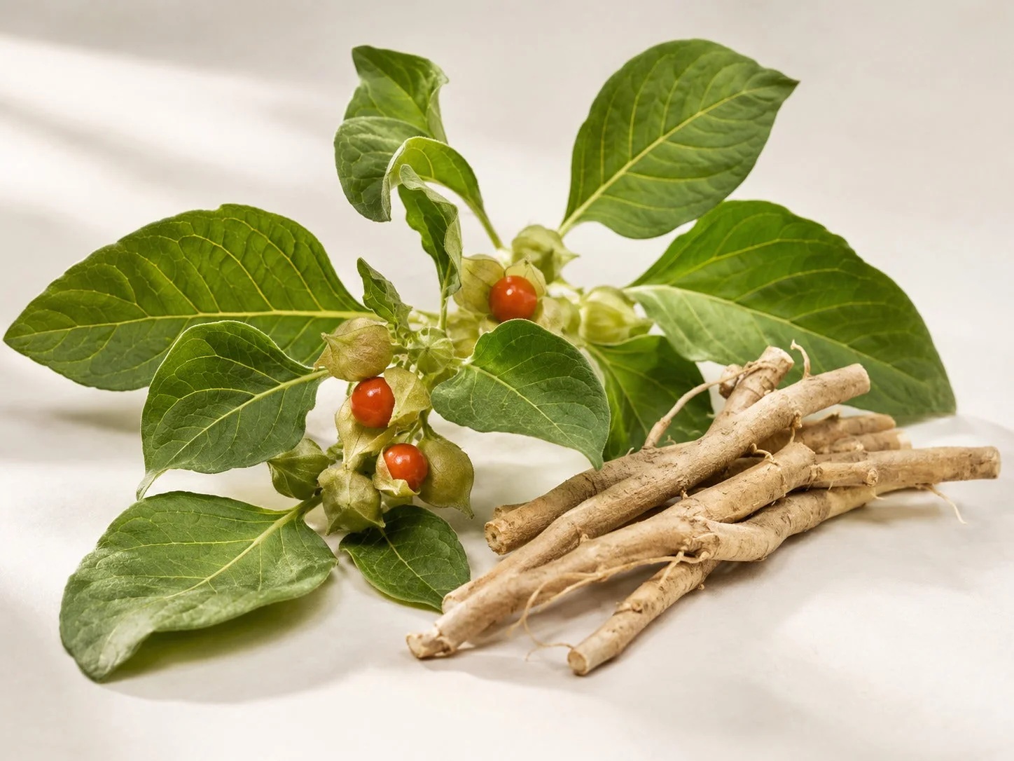Ashwagandha (Withania somnifera / Hint ginsengi) içeriği, vücuttaki sağlık etkileri ve tüketim yöntemleri: