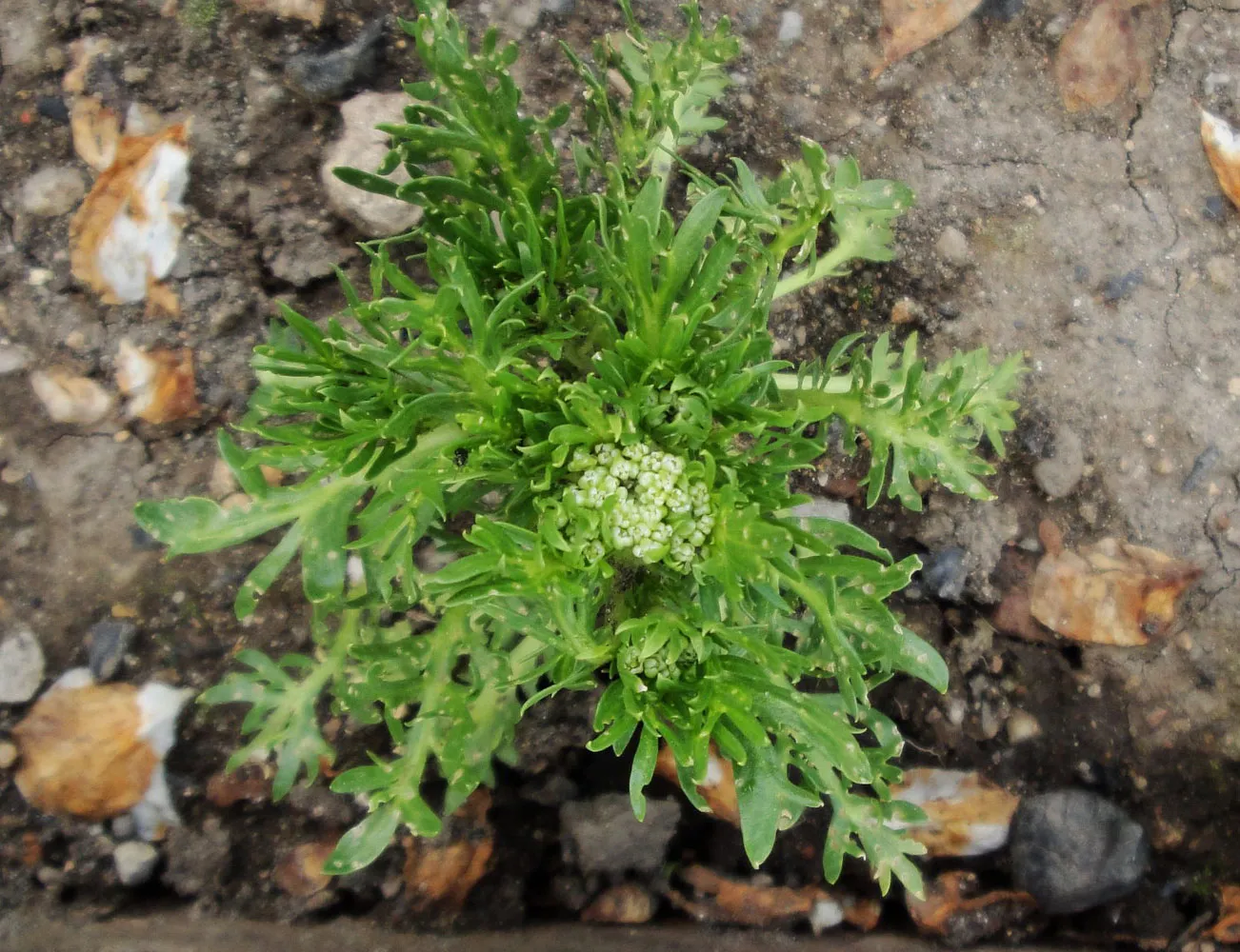 Maca kökünün (Lepidium meyenii) kimyasal içeriği, vücuttaki sağlık etkileri ve tüketim yöntemleri